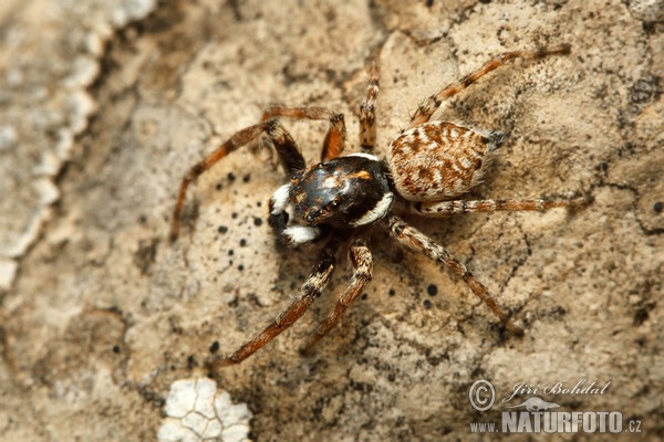 Springende Spinne (Menemerus semilimbatus)