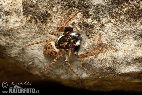 Springende Spinne (Menemerus semilimbatus)