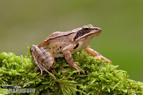 Springfrosch (Rana dalmatina)