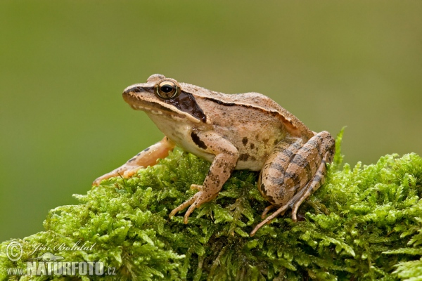 Springfrosch (Rana dalmatina)