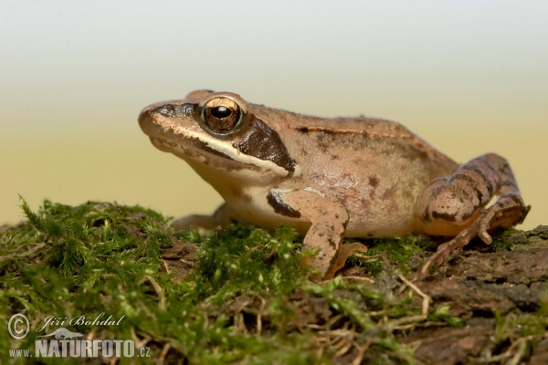 Springfrosch (Rana dalmatina)