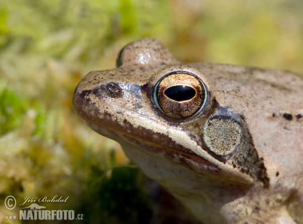 Springfrosch (Rana dalmatina)