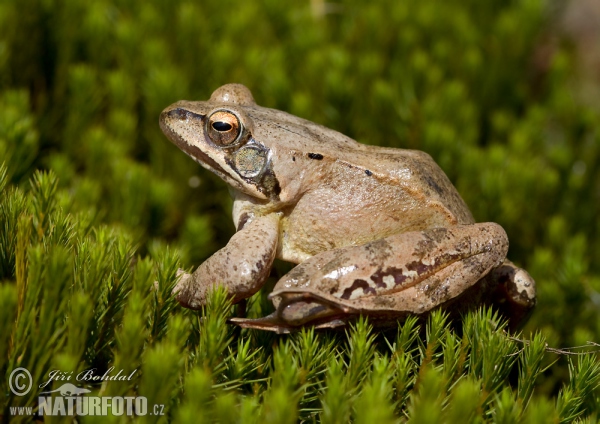 Springfrosch (Rana dalmatina)