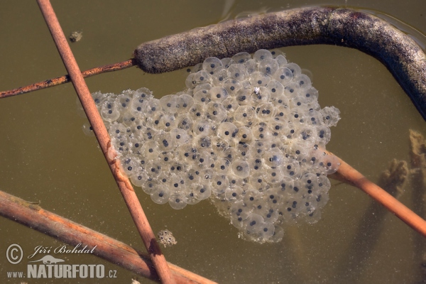 Springfrosch (Rana dalmatina)