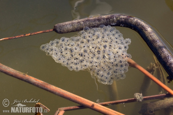 Springfrosch (Rana dalmatina)