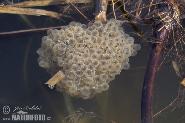 Springfrosch (Rana dalmatina)