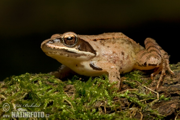 Springrosch (Rana dalmatina)