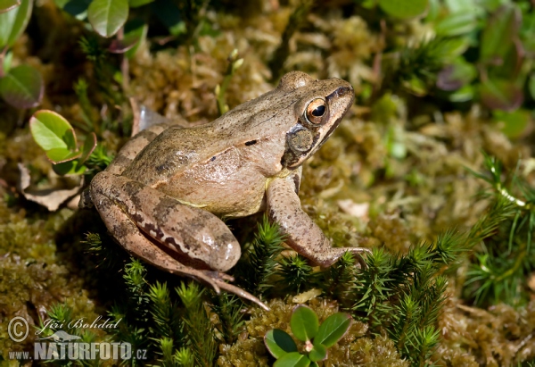 Springrosch (Rana dalmatina)