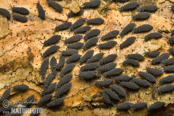 Springschwänze (Collembola)