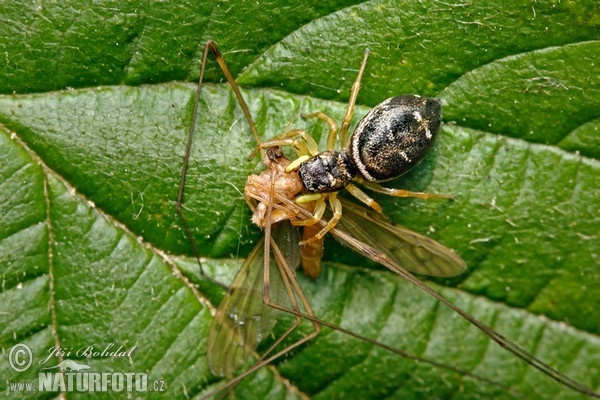 Springspinne (Heliophanus flavipes)