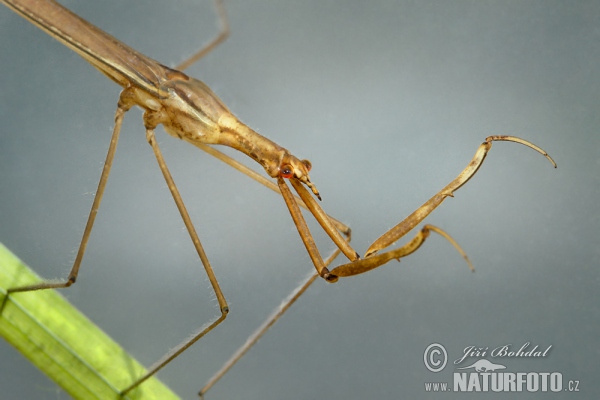 Stabwanze (Ranatra linearis)