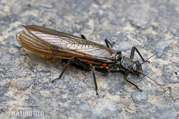 Steinfliege (Perla burmeisteriana)