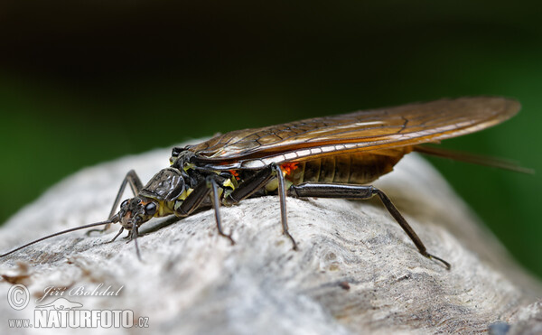 Steinfliege (Perla burmeisteriana)