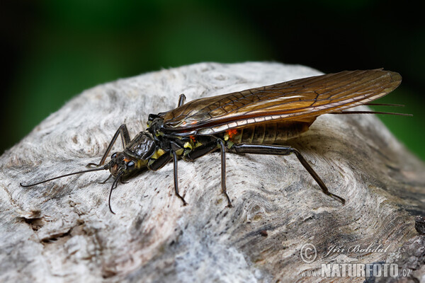 Steinfliege (Perla burmeisteriana)