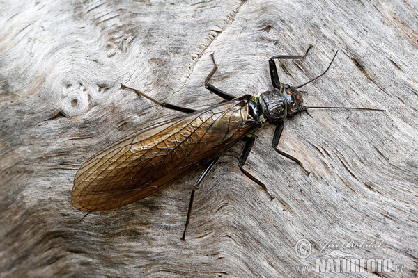 Steinfliege (Perla burmeisteriana)