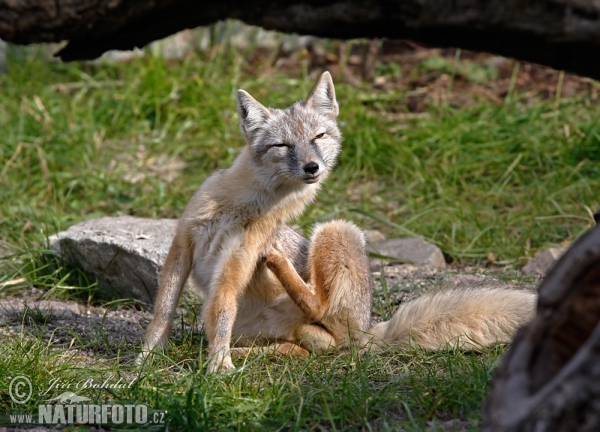 Steppenfuchs (Vulpes corsac)