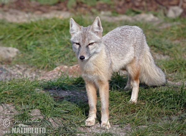 Steppenfuchs (Vulpes corsac)