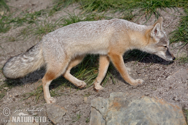 Steppenfuchs (Vulpes corsac)