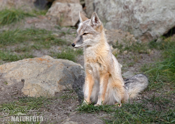 Steppenfuchs (Vulpes corsac)