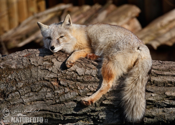 Steppenfuchs (Vulpes corsac)