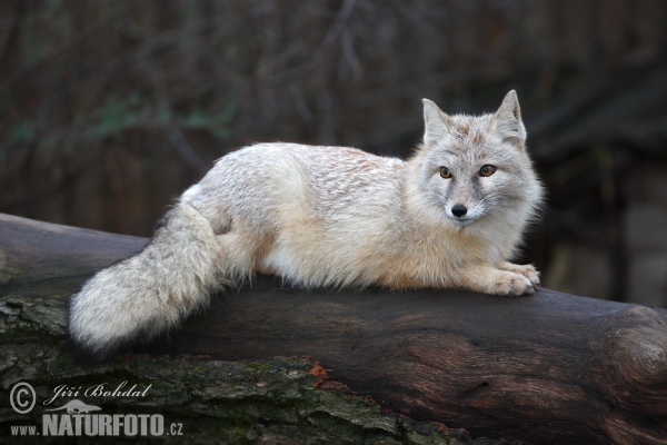 Steppenfuchs (Vulpes corsac)