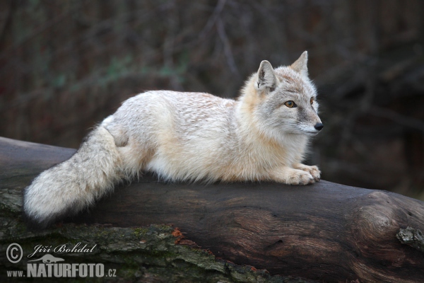 Steppenfuchs (Vulpes corsac)