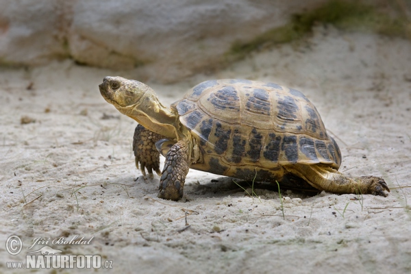 Steppenschildkröte (Testudo horsfieldii)