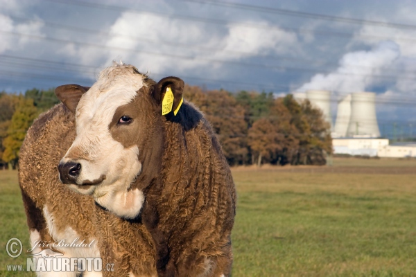 Stier (Bos primigenius)