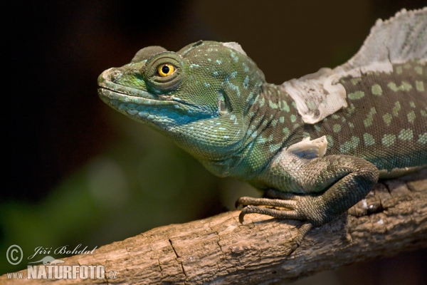 Stirnlappenbasilisk (Basiliscus plumifrons)