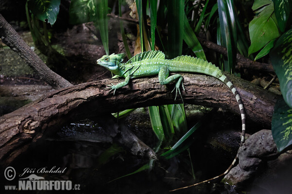 Stirnlappenbasilisk (Basiliscus plumifrons)