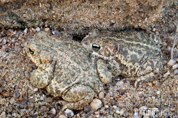 Strandtudse (Epidalea calamita)