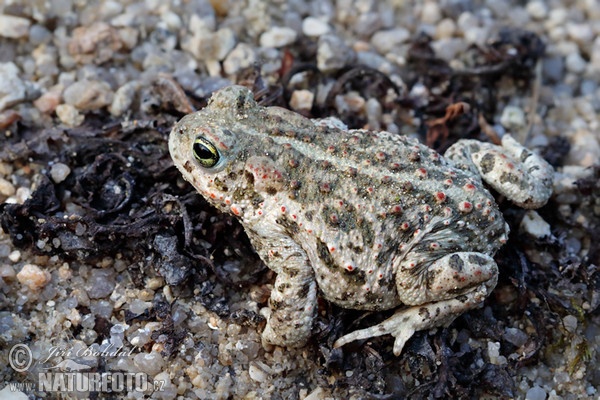 Strandtudse (Epidalea calamita)