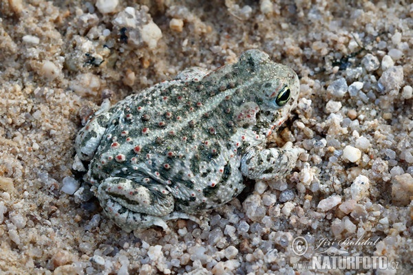 Strandtudse (Epidalea calamita)