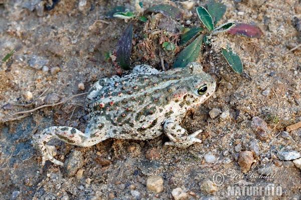 Strandtudse (Epidalea calamita)