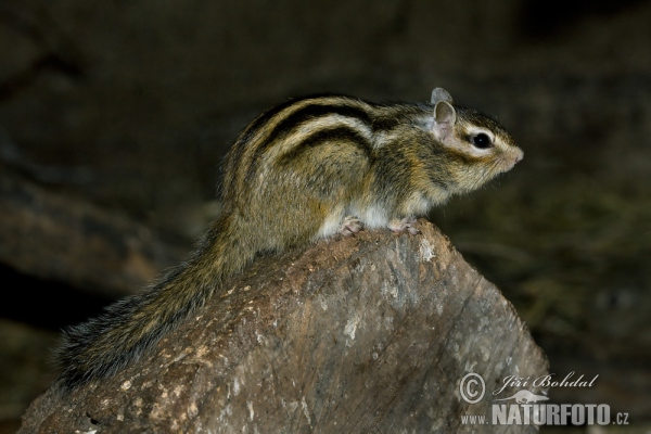 Streifenhörnchen (Tamias sibiricus)