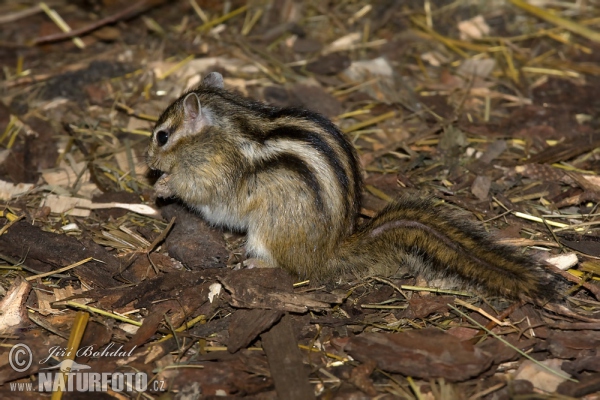 Streifenhörnchen (Tamias sibiricus)