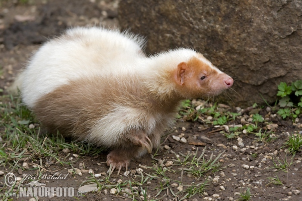 Streifenskunk (Mephitis mephitis)