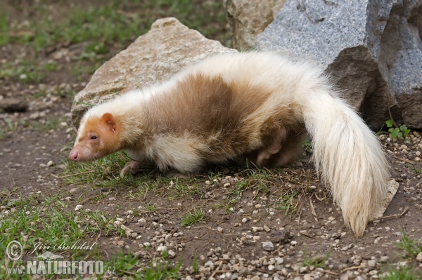 Streifenskunk (Mephitis mephitis)