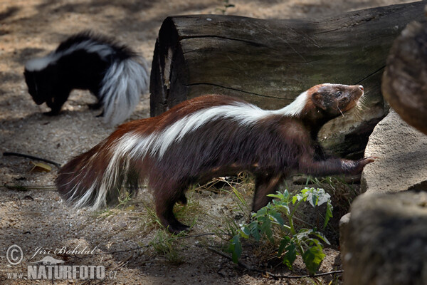 Streifenskunk (Mephitis mephitis)