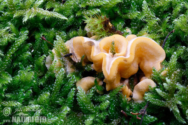 Striegeliger Schichtpilz (Stereum hirsutum)