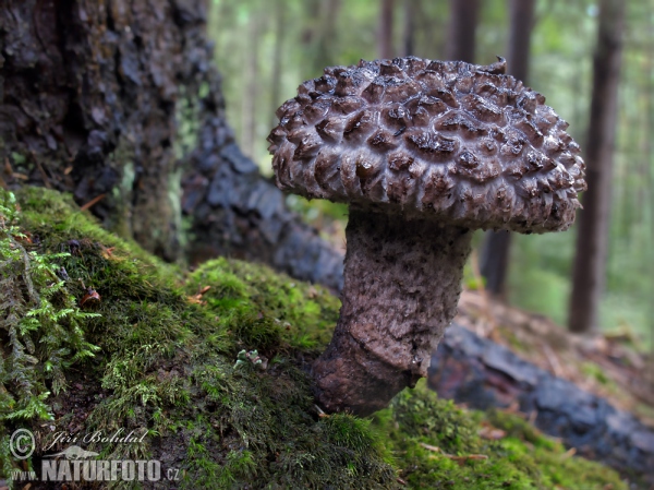 Strubbelkopfröhrling (Strobilomyces strobilaceus)