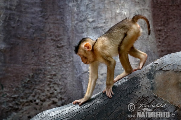 Südlicher Schweinsaffe (Macaca nemestrina)