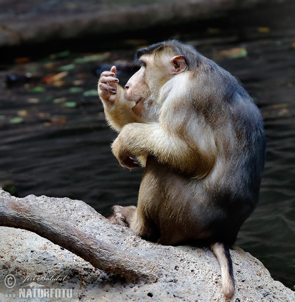 Südlicher Schweinsaffe (Macaca nemestrina)