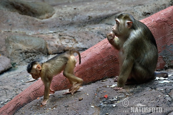 Südlicher Schweinsaffe (Macaca nemestrina)