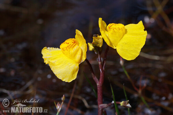 Sudlicher Wasserschlauch (Utricularia australis)