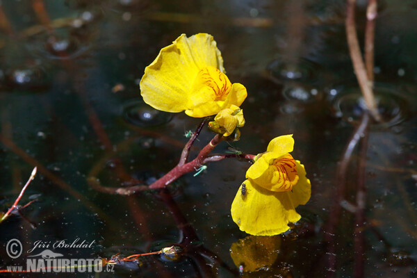 Sudlicher Wasserschlauch (Utricularia australis)