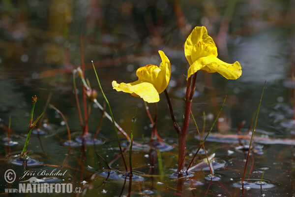 Sudlicher Wasserschlauch (Utricularia australis)