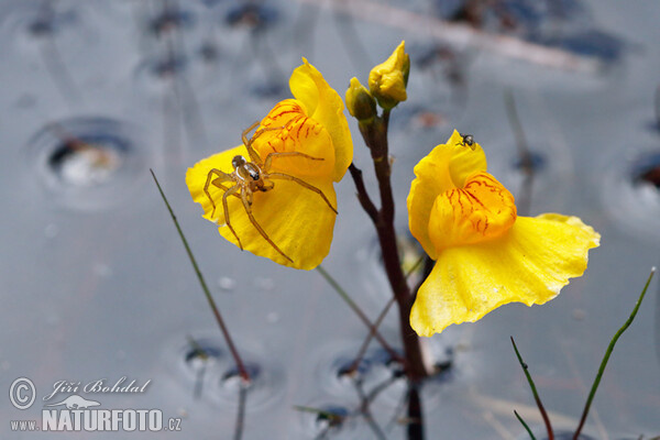 Sudlicher Wasserschlauch (Utricularia australis)