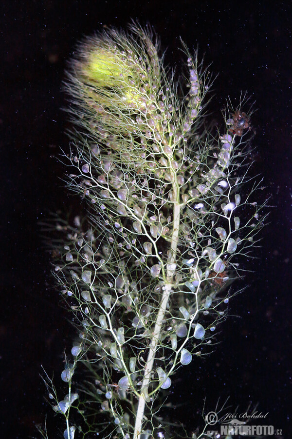 Sudlicher Wasserschlauch (Utricularia australis)