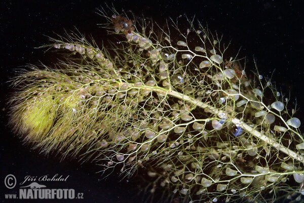 Sudlicher Wasserschlauch (Utricularia australis)